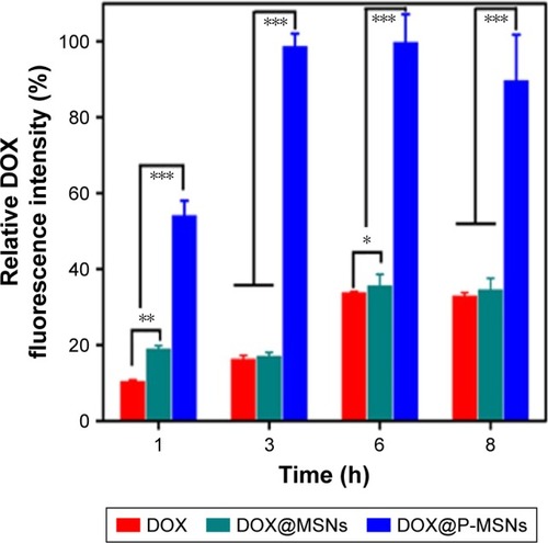 Figure 3 Cellular uptake when HepG2 cells were treated with free DOX, DOX@ MSNs or DOX@P-MSNs at an equivalent DOX concentration of 2 µg/mL for different time intervals by flow cytometry.Notes: Data show mean ± standard deviation (n=6). *P<0.05, **P<0.01 and ***P<0.001.Abbreviations: DOX, doxorubicin; DOX@MSN, doxorubicin-loaded MCM-41-type mesoporous silica nanoparticle; DOX@P-MSN, doxorubicin-loaded polyaspartic acid-anchored MCM-41-type mesoporous silica nanoparticle.