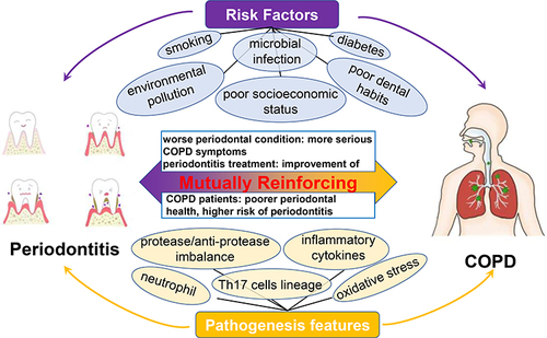 Figure 1 The association between periodontitis and COPD. Periodontitis and COPD share some associations through various aspects, including epidemiological and clinical phenotypes, risk factors and pathogenesis features.
