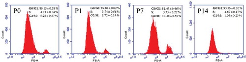 Figure 3. Flow cytometry analysis of bGCs. P0, P1, P7, and P14: cycle distributions of bGCs from the primary culture, 1st passage, 7th passage, and 14th passage.