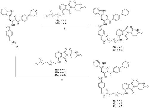 Scheme 3. Synthesis of AIMP2-DX2 PROTACs 36, 37, and 39–41. Reagents and conditions: (i), (ii) HATU, DIPEA, DMF, 25 °C, overnight.