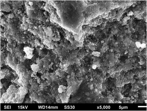 Figure 3. SEM image showing dispersed CuO NPs.