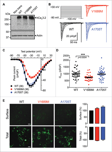 Figure 2. Expression of ALS-associated hCav3.2 variants in tsA-201 cells. (A) Immunoblot of HA-hCav3.2 variants expressed in tsA-201 cells. (B) Representative Ba2+ current traces recorded in response to 150 ms depolarization steps to values ranging between −90 mV and +30 mV, from a holding potential of −100 mV, for wild-type hCav3.2 and V1689M and A1705T channel variants. (C) Corresponding mean current-voltage relationship for hCav3.2 WT (black circles), V1689M (red circles), and A1705T channels (blue circles). (D) Corresponding mean maximal macroscopic Ba2+ conductance. (E) Low magnification confocal images of non-permeabilized (upper panels) and permeabilized (lower panels) tsA-201 cells expressing HA-tagged hCav3.2 channel variants, and stained for HA-hCav3.2 (green) using a primary anti-HA antibody.