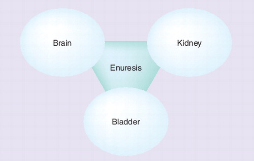 Figure 1. Triad organ systems responsible for enuresis.