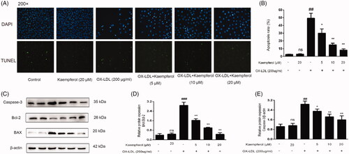 Figure 7. Kaempferol inhibited the ox-LDL induced apoptosis in HAEC cells. TUNEL staining results in different groups (A, B). The changes in the expression of caspase 3 and Bax/Bcl-2 ratio in HAEC cells (C–E). Data were analysed by one-way ANOVA and unpaired t-test and presented as the mean ± SD. ##p < 0.01 and ###p < 0.001 vs. the control group; *p < 0.05, and **p < 0.01 vs. the ox-LDL group; ns: not significant (p > 0.05 vs. the control group) (n = 5).