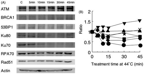Figure 4. Heat sensitivity of repair proteins from hybrid cells. Results of Western blot (A) and the analysis by densitometry (B) are shown. Key: ▾ ATM; ▪ BRCA1; ★ 53BP1; • Ku70; ♦ Ku80; × RPA70; ▴ Rad51.