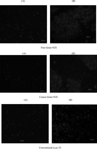 Figure 6 Fluorescent microscope images of endothelial cells after (A) 1 day (Bars = 100 μm) and (B) 5 days (Bars = 50 μm) on fine and coarse grain NiTi and c.p. Ti substrates. Endothelial cells were more confluent on fine grain NiTi after 5 days compared to coarse grain NiTi.