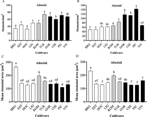 Fig. 2 Stomatal density (a, b) and stomatal area (c, d) on the adaxial (a, c) and the abaxial (b, d) leaf sides of 10 lettuce cultivars (cultivars abbreviations are as in Fig. 1) with different levels of resistance to bacterial leaf spot. Values are the mean (+ S.D.) of five plants (one leaf per plant). Values with the same letters are not significantly different (LSD test, P < 0.05). The white, grey and black bars indicate tolerant, intermediate and susceptible cultivars, respectively.