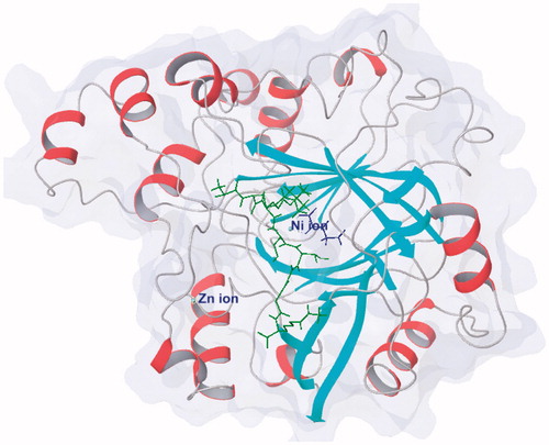 Figure 1. Protein structure of KDM4A (PDB code: 2OQ6) shows as white/red rainbow; H3K9me3 peptide shows in green; 2-OG shows in blue.