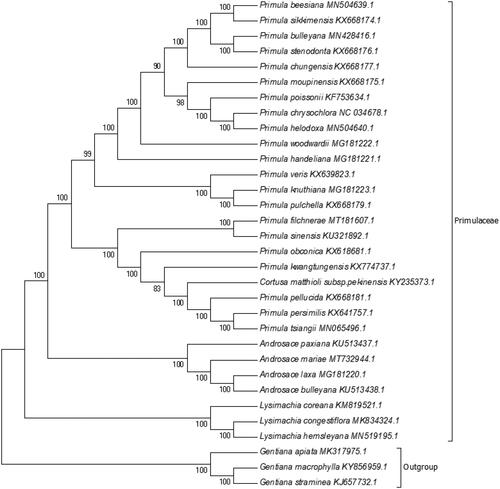 Figure 1. NJ phylogenetic tree based on 32 species chloroplast genomes was constructed using MEGA7.0. Numbers on each node are bootstrap from 1000 replicate.