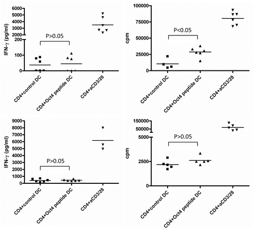 Figure 3. Detection of OCT4-reactive CD4+ T cells. MACS-sorted CD4+ cells were stimulated with autologous dendritic cells (DCs) loaded with an immunoreactive OCT4-derived peptide. CD4+ cells stimulated with anti-CD3/anti-CD28 beads and CD4+ cells exposed to unloaded DCs served as a positive and negative control condition, respectively. Results from 2 representative donors showing interferon γ (IFNγ) production (on day 3) and antigen-dependent CD4+ T-cell proliferation (on day 6) are reported. CD4+ cells from both donors did not exhibit high IFNγ production by in response to OCT4-derived peptide-loaded DCs (p > 0.05), while cells from one donor underwent a significant proliferative response (p < 0.05).