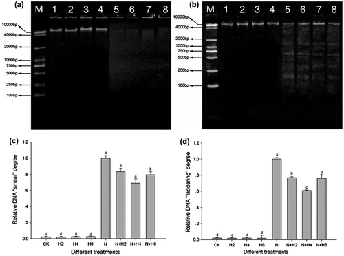 Fig. 5. Apopladder assay and DNA damage analysis under salt stress and He–Ne laser irradiation in leaves and roots of tall fescue seedlings (a, c, leaf tissues; b, d, root tissues).Notes: The results of agarose gel electrophoresis analysis (a, leaf tissues; b, root tissues). M: 1 kb DNA ladder marker; 1: controls without any stress treatment; 2, 3, 4: He–Ne laser illumination alone for 2, 4, and 6 min d−1 under normal conditions, respectively; 5: salt stress (150 mM) for 10 d; 6, 7, 8: He–Ne laser illumination for 2, 4, and 6 min d−1 prior to salt stress, respectively. Relative DNA “smear” degree (c, leaf tissues) and DNA “laddering” degree (d, root tissues). Data are presented as the means ± SD from five independent experiments (n = 5). Different letters followed with bars indicate significant differences at p < 0.05 according to Duncan’s multiple range test. CK: controls without any stress treatment; H2, H4, H6: He–Ne laser illumination alone for 2, 4, and 6 min d−1 under normal conditions, respectively; N: salt stress (150 mM) for 10 d; N+H2, N+H4, N+H6: He–Ne laser illumination for 2, 4, and 6 min d−1 prior to salt stress.