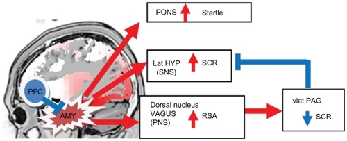 Figure 2 Diagram of the neurobiology of fear responses. The amygdala is not drawn to scale.