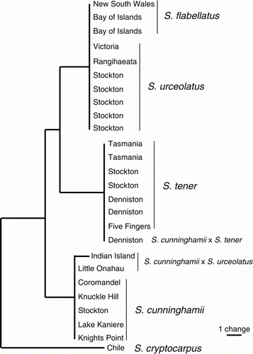 Figure 2  One of the two most parsimonious trees of the Sticherus trnL-trnF DNA sequence data. Branch lengths are MINF-optimized. The other tree has Sticherus cunninghamii sister to Sticherus flabellatus/Sticherus urceolatus. The Appendix contains sample details.