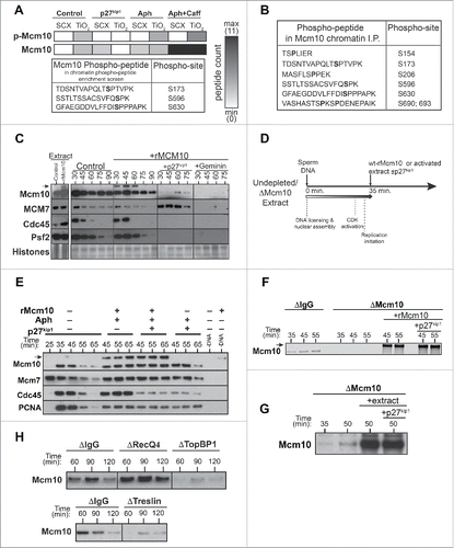 Figure 2. CDK-regulation of Mcm10 chromatin loading. A, B, CDK-dependent phosphopeptides of chromatin bound Mcm10 identified in mid-S-phase chromatin by phosphopeptide enrichment of total proteins (A) or direct immunoprecipitation (B) of Mcm10 followed by mass spectrometric analysis. (A) Heat map for Mcm10 phosphopeptides enrichment observed in control, CDK-inhibited (p27kip1), replication inhibition (aphidicolin, Aph), checkpoint-inhibition (caffeine, Caff) with black showing the presence and white the absence of a peptide. C, Extracts were supplemented with demembranated sperm nuclei with or without the addition of 1 ng/µl wt-rMcm10. Samples containing rMcm10 were optionally supplemented with p27kip1 or Geminin. After incubation for the indicated times, chromatin was isolated and immunoblotted for Mcm10, Mcm7, Cdc45 and Psf2. The lower portion of the gel was stained with Coomassie to visualize histones. D-G, Undepleted or Mcm10 depleted interphase egg extracts were supplemented with demembranated sperm nuclei. After incubation for 35 min, aliquots were optionally supplemented with wt-rMcm10 or undepleted interphase extract with or without p27kip1. At the indicated times, chromatin was isolated and immunoblotted for Mcm10 and/or Mcm7, Cdc45 and PCNA. (D) Cartoon of experimental set-up. (E) rMcm10 was added to undepleted extracts at 35 in presence of p27kip1, aphidicolin or both. (F, G) rMcm10 or undepleted extract was added to Mcm10 depleted extract at 35 min in presence of p27kip1. H, Control (nonimmune IgG), RecQ4, TopBP1 or Treslin depleted extract were supplemented with demembranated sperm nuclei. After incubation for the indicated times, chromatin was isolated and immunoblotted for Mcm10.