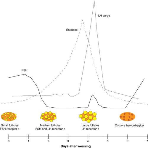 Figure 1 Illustration of follicle development and hormones in the weaned sow during the follicular phase showing small (<3 mm), medium (3–6.4 mm), and large (>6.5 mm) follicles and the dominant type of follicle hormone receptor.