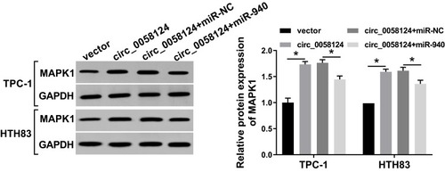 Figure 8 Effects of circ_0058124 and miR-940 on MAPK1 expression.Notes: TPC-1 and HTH83 cells were co-transfected with circ_0058124 overexpression plasmid and miR-940 mimic. The protein level of MAPK1 in TPC-1 and HTH83 cells was measured by WB analysis. *P < 0.05.