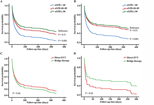 Figure 5 Cumulative survival probability for patients. Cumulative survival curves were plotted according to baseline eGFR categories in all patients (A) and patients with EVT (B). Cumulative survival curves were plotted according to IVT in all patients (C) and patients with RI (D).
