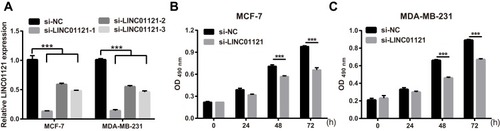 Figure 2 LINC01121 down-regulation significantly suppressed proliferation in MCF-7 and MDA-MB-231 cells (A) LINC01121 expression levels in MCF-7 and MDA-MB-231 cells after transfected at 48 h si-LINC01121-1/2/3 was measured by qRT-PCR. (B and C) Proliferation of MCF-7 and MDA-MB-231 cells was determined by MTS assay after transfected si-LINC01121 at 48 h (si-LINC01121-1) (***p < 0.001).