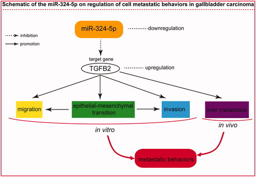 Figure 6. The schematic of the miR-324-5p on regulation of cell metastatic behaviours in GBC.