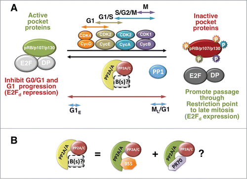 Figure 1. A dynamic equilibrium between inducible CDKs and PP2A modulate the phosphorylation state of pocket proteins through the cell cycle. (A) Pocket proteins are active in their hypophosphorylated state. Pocket proteins are hypophosphorylated in early to mid G1 or in G0, when they are found associated with E2F/DP complexes and other proteins. Hypophosphorylated pocket proteins are also thought to bind transcription factors involved in differentiation (not shown). Pocket proteins are inactivated by CDK-dependent hyperphosphorylation. G1 Cyclin D1/CDKs start the process, which is coordinated with G1/S Cyclin E/CDK2 and maintained through S phase and mitosis by Cyclin A/CDK2 and Cyclin B/CDK1. PP2A and PP1 oppose the effects of CDKs. PP2A is active toward the 3 pocket proteins through the cell cycle and in quiescent cells, and this activity may be mediated by the cooperation of various trimeric PP2A holoenzymes (B(s)/PP2A) most prominently PP2A/B55α and PP2A/B55δ and perhaps PP2A/PR70 (see details in the text and 1B). This activity is regulated by a variety of signals and likely down-modulated in mitosis (see text for details). The hyperphosphorylation mediated by inducible CDKs, inactivates pocket proteins by disrupting/preventing their association with E2Fs, which mediates passage through the restriction point by triggering the expression of E2F-dependent (E2Fd) genes needed for DNA synthesis and, later, mitosis. When CDKs are inactivated late in mitosis (ML), B55/PP2A and in the case of pRB, PP1 abruptly dephosphorylate pocket proteins, resetting them to their active state (G1E, designates ealy G1). Arrows show the cell cycle activity span of the kinase or phosphatase with the same color. (B) B55α/PP2A appears to be one of the trimeric holoenzymes in equilibrium with CDKs through the cell cycle. This holoenzyme primarily targets p107 and p130 to a lesser extent. Since an interaction of this holoenzyme with pRB in chondrocytes has been detected, it is possible that it modulates all 3 pocket proteins, although likely with differential affinity. PR70/PP2A interacts with pRB in cells and with pRB and p130 in vitro. It remains to be determined if PR70/PP2A holoenzymes contribute to maintain the equilibrium with CDKs during the cell cycle or only target pRB (and perhaps the other pocket proteins) in response to certain stimuli (i.e., oxidative stress).