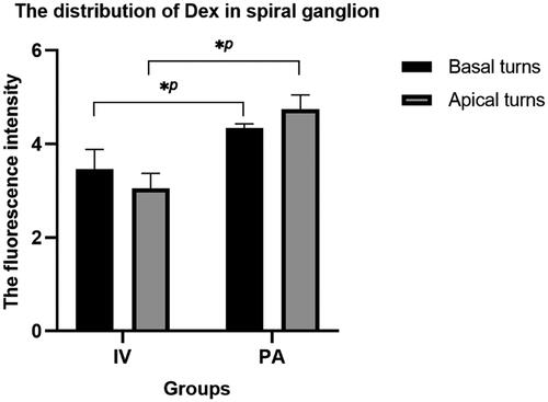 Figure 5. The distribution of Dex in spiral ganglions at maximum concentration. *p < .05.