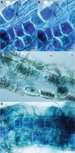 FIGURE 1 Morphology of ericoid mycorrhizae and dark septate endophytes (DSE) in hair roots of northern highbush blueberry (Vaccinium corymbosum L. ‘Bluecrop’) stained with methyl blue. (A) Intracellular hyphal coils (black arrows), (B) partial mantle on surface of epidermal cells (white arrows), (C) intracellular hyphal coils (black arrows) and DSE microsclerotia (white arrows), and (D) extensive partial mantle of hyphae on surface of hair root (white arrows). Scale bar = 12.5 μm (color figure available online).