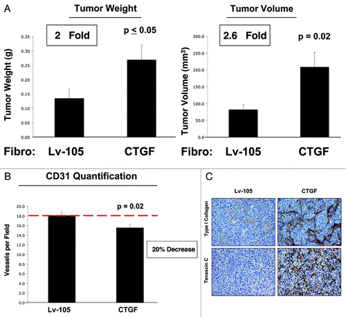 Figure 6. CTGF overexpression in fibroblasts promotes tumor growth. To evaluate the effects of CTGF on tumor development in vivo, CTGF-fibroblasts or control fibroblasts were co-injected with MDA-MB-231 cells subcutaneously in nude mice. (A) The xenograft model shows that fibroblasts overexpressing CTGF promote tumor growth, as demonstrated by increased tumor weight and tumor volume (respectively 2 and 2.6-fold), compared with Lv-105 control fibroblasts. n = 10 ; p values are as indicated. (B) To investigate if CTGF promotes angiogenesis, tumor xenografts were immuno-stained with CD31 antibodies. Surprisingly, quantification of CD31-positive vessels reveals a significant reduction in angiogenesis in CTFG-tumors, indicating that CTGF stimulates tumor growth independently of angiogenesis. (C) To evaluate the role of extracellular matrix deposition in the CTGF-mediated tumor growth, we performed immuno-histochemistry analysis on tumor xenografts with antibodies against Type I Collagen and Tenascin C. Note that tumors with CTGF overexpressing fibroblasts show higher levels of Type I Collagen and Tenascin C.