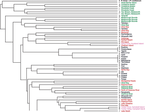 Fig. 1  UPGMA dendrogram generated from single sequence repeat (SSR) genotypes. Green labels, Phormium cookianum; blue labels, weaving cultivars; red labels, wild-collected P. tenax; pink labels, subantarctic samples; black labels, other samples. Letters (A-M) before names indicate cpDNA haplotypes.