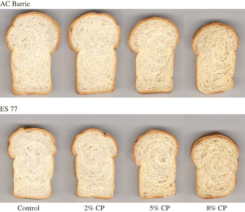 Figure 3 Pan breads of AC Barrie and ES 77 chickpea protein composite flours. CP = Chickpea protein.