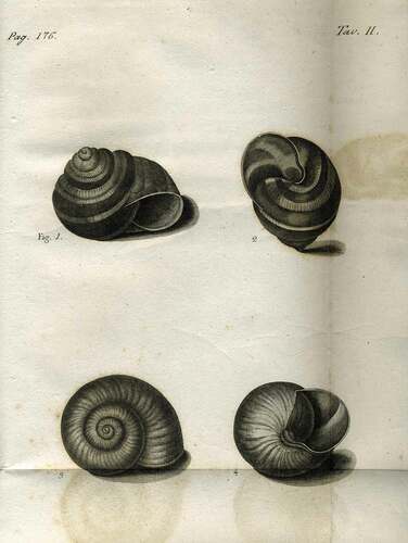 Figure 2. Original plate of Briganti. The original Table II by Briganti (Citation1825) showing the shell of two examples of “Elice straminea” (Figures 1–2) and of the variety γ “shell with almost nil stramineous coloured bands (Figures 3–4) (Photo by G. Di Dato)