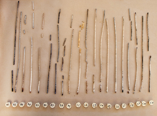 Figure 8. Tree cores being prepared for analysis.