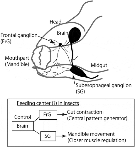 Figure 2. Schematic diagram of insect feeding center. A short local circuit composed of brain, frontal ganglion (FrG) and subesophageal ganglion (SG) is a putative insect feeding center. FrG and SG contribute to gut contraction for swallowing and mandible movement for biting events, respectively.