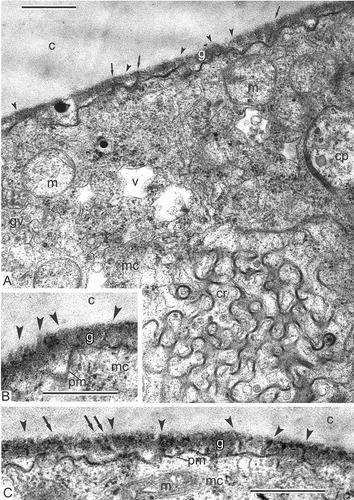 Figure 3. Transition to middle tetrad stage in Magnolia sieboldii. A. Fragment of the microspore cytoplasm and the developing sporoderm; the layer of the glycocalyx shows columns of spherical units-micelles (arrowheads) and also their re-arrangement to rod-like units (cylindrical micelles, arrows); chain-mail reticulum (cr) persists in the cytoplasm; first cup-like plastids (cp) appear here and there. B, C. Rod-like units (arrowheads) accumulate in the glycocalyx, whereas columns of spherical units are still observed in some places (C, arrows). Abbreviations: see Figure 1. Scale bars – 500 nm.