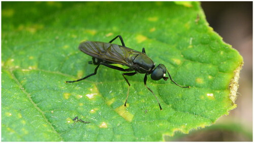 Figure 1. Photograph of Ptecticus tenebrifer (© Gilsang Jeong). Head dark brown to black; eyes bare. Antenna black but inner side of pedicel and flagellomeres 2–3 as well as basal third of arista more brownish; thorax dull dark brown to black. Wings brownish infumated. Legs chiefly black and black haired; Abdomen conspicuously clublike, constricted at base, black, but second segment translucent whitish with a differently shaped black dorsal mid spot (Rozkosny and Kovac Citation2000).