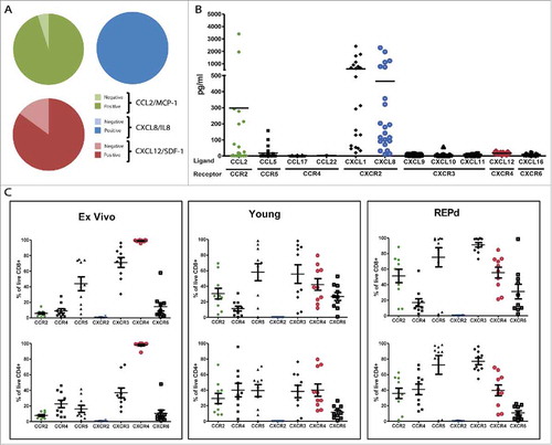 Figure 1. Chemokine profile of MM, and corresponding chemokine receptor expression on MM tumor infiltrating T cells. Initial analyses of mRNA expression in 20 melanoma cell lines of 3 select chemokines CCL2, CXCL8/IL-8 and CXCL12/SDF-1 by standard PCR (A), and subsequent luminex analyses of 11 select chemokines secreted into the supernatant of 22 MM cell lines after 48 h (B). Expression of corresponding chemokine receptors on CD4+ and CD8+ TIL either ex vivo, in young or REPd cultures analysed by 8-color flow cytometry (C). MM = Melanoma cell lines, n = 20 (PCR), 22 (Luminex); TIL = Tumor infiltrating lymphocytes, n = 10 Green = CCL2/CCR2; Blue = CXCL8/CXCR2; Red = CXCL12/CXCR4. Horizontal bars designate mean, error bars designate standard error of the mean.