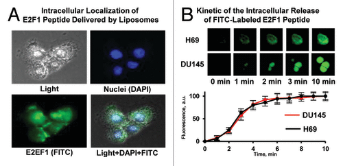 Figure 5. Intracellular localization and release of E2F-1 penetratin-peptide delivered with liposomes. (A) Representative images of Du-145 human prostate cancer cells incubated within 5 min with PEGylated liposomes containing E2F-1 peptide. Cell nuclei were stained with nuclear-specific dye DAPI (blue fluorescence), peptide was labeled with FITC (green fluorescence). Superimposition of images allows for detecting of cytoplasmic (green) and nuclear (cyan) localization of peptide. (B) Kinetics of the intracellular release of FITC-labeled E2F-1 peptide from PEGylated liposomes. H-69 human small cell lung cancer (peptide most sensitive) and DU145 human prostate (peptide less sensitive) cancer cells were incubated for different periods of time with PEGylated liposomes containing E2F-1 peptide. Upper panel: representative fluorescence images of cells. Bottom panel: Time course of the fluorescence intensity of FITC-labeled E2F-1 pentratin-peptide released from liposomes. Means ± SD from 6 independent measurements are shown.