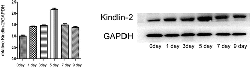 Figure 1. Kindlin-2 expression is elevated during wound healing. a: Real-time PRC was used to detect the expression of kindlin-2 at 1, 3, 5, 7 and 9 days after injury, and GAPDH was used as an internal reference for quantification of relative expression. Compared with the relative expression of kindlin-2 on day 0, multiple relationships were obtained (P < 0.05). b: The dynamic expression of kindlin-2 protein was detected by Western blots, and GAPDH was used as an internal reference