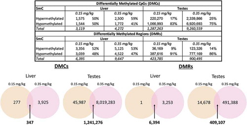 Figure 5. Differential methylation across DAC dose and tissue identified from WGBS data liver and testes tissues at doses 0.0, 0.15, and 0.35 mg/kg were assessed for differential DNA methylation by decitabine exposure using WGBS data. Differential methylation was identified by using the 2-group Wald test model in the DSS R package. Overlap of DMCs and DMRs were identified in both liver and testes samples using Linux (UNIX)