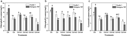 Figure 2. Effects of Cd alone or in combination with ABA, in two B. napus cultivars on pigment content. (A) The content of chlorophyll a in two varieties, (B) The content of chlorophyll b in two varieties, and (C) The content of carotenoid in two varieties. Values represent the means of three replicates (n = 3) ±SD in the experiment and different letters indicate a significant difference between treatments at P < 0.05. CK: control, nutrient solution alone; Cd: 10 μmol/L Cd was added into the nutrient solution; A1: 0.5 μmol/L ABA; A2: 1 μmol/L ABA; A3: 5 μmol/L ABA; A4: 10 μmol/L ABA.