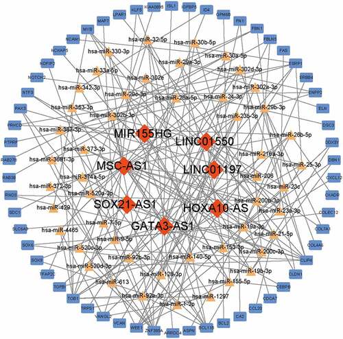 Figure 4. Construction of ceRNA network. Red diamonds indicated lncRNAs, yellow triangles indicated miRNAs and blue rectangles indicated mRNAs. Gray edges indicated the lncRNA-miRNA-mRNA interactions