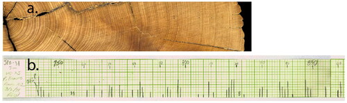 Figure 1. (a) Students learn to date and measure tree rings using a high-resolution scan of an original juniper sample from a pilaster at Pueblo Bonito, Chaco Canyon, New Mexico, that was collected in 1922 by A.E. Douglass and Neil Judd. Students are guided to develop their own “skeleton plot” (b) and compare it to the one pictured here to see if they can determine the year the tree was felled to build the pueblo.