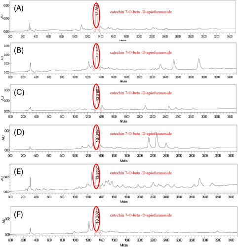 Figure 5. HPLC chromatogram of the leave and stem extracts of ulmus species from Yanbian in China. (A) Sample 11 = leave and stem extracts of ulmus laciniata (trautv.) mayr. 1000 ppm. (B) Sample 13 = leave and stem extracts of ulmus pumila L. 1000 ppm. (C) Sample 14 = leave and stem extracts of ulmus macrocarpa hance 1000 ppm. (D) Sample 15 = the leave and stem extracts of ulmus japonica (rehd.) sarg. 1000 ppm. (E) Sample 16 = stem extracts of ulmus macrocarpa hance 1000 ppm. (F) Sample 17 = stem extracts of ulmus davidiana planch. 1000 ppm.