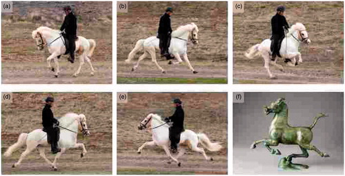 Figure 2. Gaits in horses. (a–e): Different gaits performed by an Icelandic horse. (a): walk; (b): trot; (c): gallop; (d): tölt; and (e): pace. Photos: Freyja Imsland. (f): ‘Bronze pacing horse poised on a swallow with wings outstretched’, bronze sculpture from Eastern Han Dynasty, about 200 AD. Photo: Erik Cornelius, Museum of Far Eastern Antiquities, Stockholm.