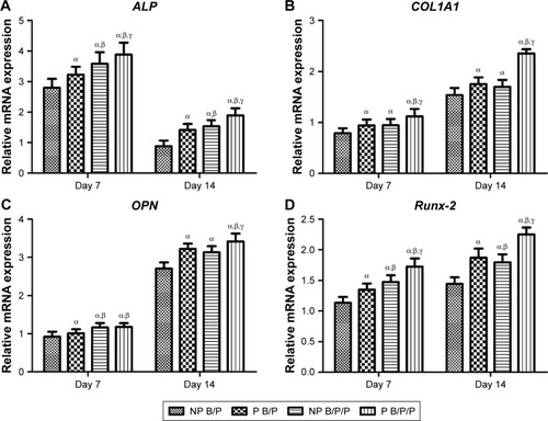 Figure 6 Quantitative real-time polymerase chain reaction analysis of gene expression in BMSCs at 7 and 14 days after seeding onto scaffolds.Notes: BMSCs were seeded onto NP B/P scaffolds, P B/P scaffolds, NP B/P/P scaffolds, or P B/P/P scaffolds. (A) Alp, (B) Col1A1, (C) Opn, and (D) Runx-2. Results are mean ± standard deviation (χ ± SD), n=3; αP<0.05 vs NP B/P scaffolds; βP<0.05 vs P B/P scaffolds; γP<0.05 vs NP B/P/P scaffolds.Abbreviations: BMSCs, bone marrow-derived mesenchymal stem cells; NP B/P, nonprinted biphasic calcium phosphate/polyvinyl alcohol; NP B/P/P, nonprinted biphasic calcium phosphate/polyvinyl alcohol/platelet-rich fibrin; P B/P, printed biphasic calcium phosphate/polyvinyl alcohol; P B/P/P, printed biphasic calcium phosphate/polyvinyl alcohol/platelet-rich fibrin.