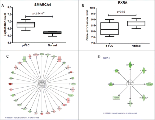 Figure 4. (A–B) Box-plots for expression levels of SMARCA4 and RXRA in pure fibrolamellar carcinoma and normal adjacent livers using our previously published microarray data related to 17 p-FLC and 10 normal livers cases. (C–D) Network of genes coordinated by SMARCA4 and RXRA according to Ingenuity Pathway Analysis. Red: upregulated; green: down-regulated.