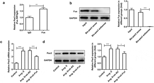 Figure 4. Fus binds to Pax3 and regulates Pax3 expression. (a and b), the interaction between Fus and Pax3 mRNA in mouse cardiac fibroblasts was verified by RIP (a) and RNA pull down (b) assays. (c and d), mouse cardiac fibroblasts that silenced with Fus or not were stimulated with 1 μM AngII for 12 h, then the mRNA (c) and protein (d) expressions of Pax3 were measured by RT-qPCR and western blot. *P < 0.05, **P < 0.01 and ***P < 0.001