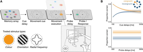 Figure 1. Prioritisation of action-relevant locations. (A) In a typical paradigm, participants have to memorise a set of items (here, four colours) and perform an eye or hand movement to a cued location during the maintenance interval. Memory and movement tasks are unrelated, that is, the movement cue is not predictive of the upcoming memory probe location. The movement is accompanied by the automatic allocation of attention (orange) to the goal location, and the item representation that is spatially congruent with the movement goal benefits from the increased attentional engagement at that location. (B) As a result, memory performance for congruent (i.e., action-relevant) items is better than for incongruent (i.e., action-irrelevant) items. This effect is largest shortly after encoding and decreases with increasing cue delay (top panel), but remains stable for several seconds once action-related priorities have been established (i.e., across different probe delays following movement execution; bottom panel). These plots illustrate typical results; for the original data see Hanning & Deubel, Citation2018; Hanning et al., Citation2016; Heuer et al., Citation2017; Heuer & Schubö, Citation2018; Ohl and Rolfs (Citation2017, Citation2018, Citation2020).