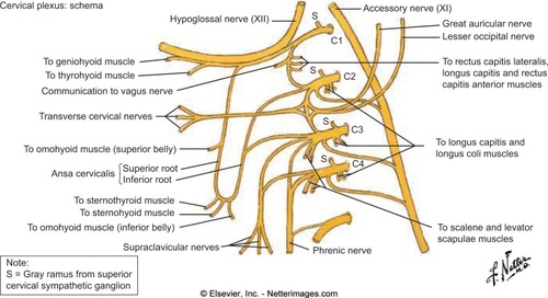 Figure 2 Cervical plexus.