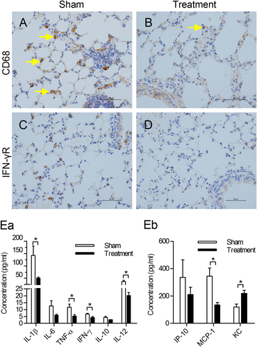 Fig. 2 C5a–C5aR blockade reduced local and systemic inflammatory responses in hDPP4-transgenic mice.a–d Infiltration of macrophage (a–b) and the expression of IFN-γ receptor (c–d) were assessed by immunohistochemical staining in the lungs 3 days after challenge (CD68+ macrophages were indicated by arrows). e Sera from the two groups of mice were collected on day 3 and assayed for the levels of IL-1β, IL-6, TNF-α, IFN-γ, IL-10, IL-12 (ea), KC, MCP-1, and IP-10 (eb). The results are the mean ± SEM (n = 5). *P  < 0.05 (Student’s t test with Welch’s correction)