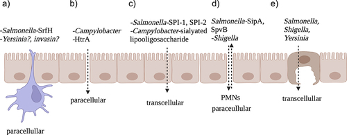 Figure 1. Strategies used by four enteropathogens to breach the gastrointestinal epithelium. A) Salmonella and likely Yersinia can traverse the physical barrier within CX3CR1+ phagocytes that send dendrites through the paracellular space without disrupting the tight junctions. SrfH seems to regulate this process and Yersinia may require invasin for it to be efficiently utilized. B) Campylobacter cleaves E-cadherin, occludin and claudin-8 with HtrA to destabilize tight junctions and pass in between epithelial cells. C) Salmonella and Campylobacter can also pass through enterocytes. Salmonella requires both SPI-1 and SPI-2 effectors for this while Campylobacter enhances it with sialylated lipooligosaccharide cell structures. D) Salmonella and Shigella can recruit polymorphonuclear neutrophils to migrate through the paracellular space to gain access to the submucosa independently of the M cells. E) Finally, Salmonella, Shigella and Yersinia can pass through the M cells. This figure was generated with Biorender.